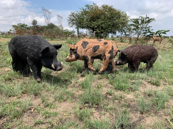 Wildcrete Australian Feral Boar 3D Target